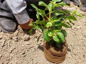 Evvironment Day(2024-25)
