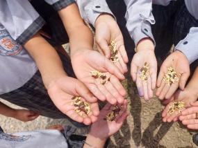 Evvironment Day(2024-25)